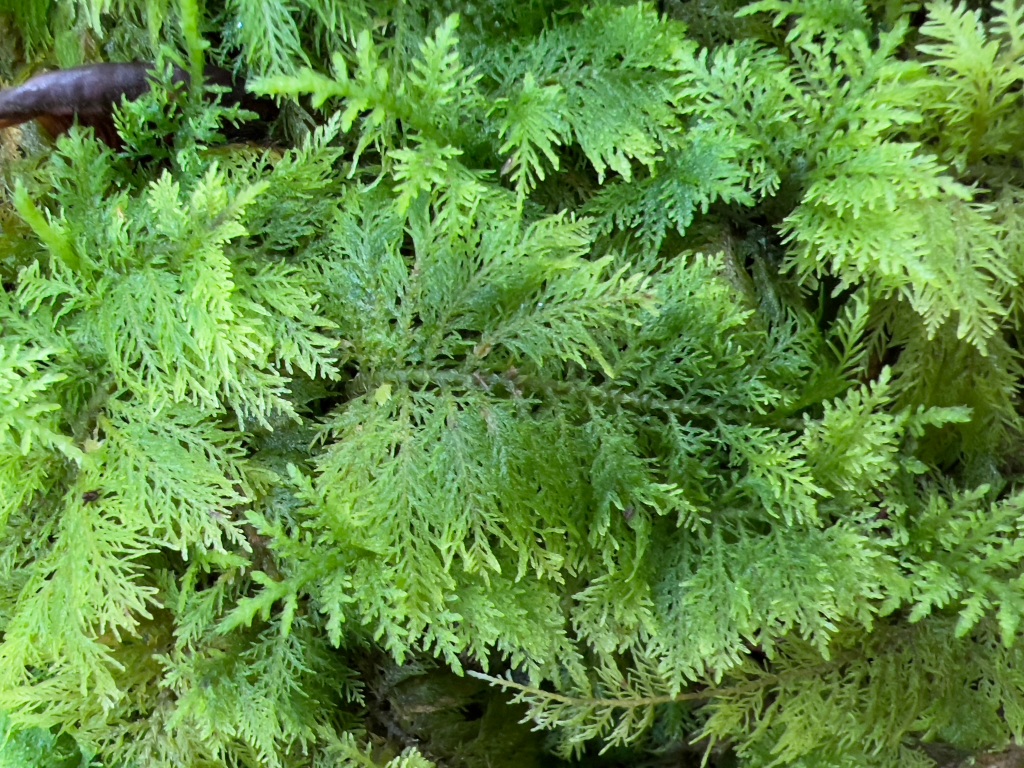Common Tamarisk Moss – Thuidium tamariscinum